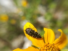 Acmaeodera flavopicta