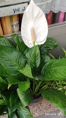 Spathiphyllum wallisii