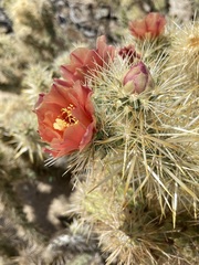 Cylindropuntia sanfelipensis
