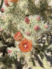 Cylindropuntia sanfelipensis