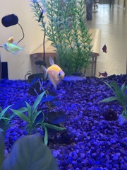 Gymnocorymbus ternetzi