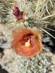 Cylindropuntia sanfelipensis