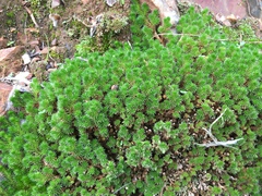 Selaginella hansenii