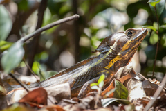 Basiliscus vittatus