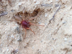 Dysderidae