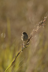 Cisticola lais