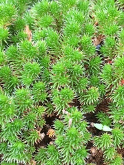 Selaginella hansenii