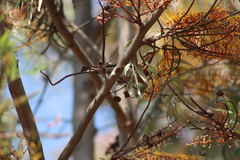 Haemorhous mexicanus