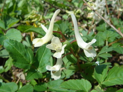 Corydalis caucasica