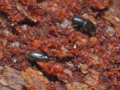 Crypturgus hispidulus