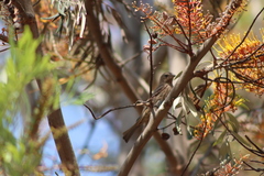 Haemorhous mexicanus