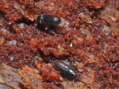 Crypturgus hispidulus