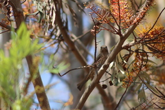 Haemorhous mexicanus