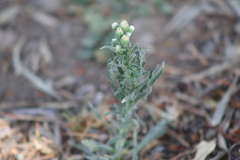Erigeron