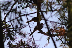 Columbina inca