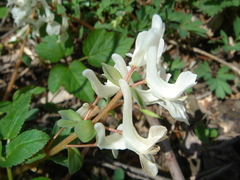 Corydalis caucasica