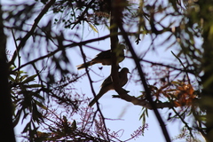 Columbina inca