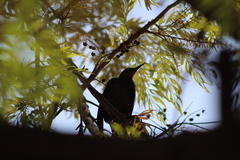 Quiscalus mexicanus
