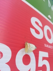 Pieris rapae