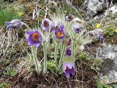 Pulsatilla slavica