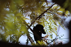 Quiscalus mexicanus
