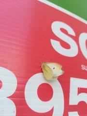 Pieris rapae