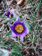 Pulsatilla slavica