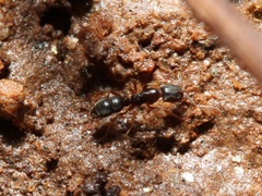 Hypoponera opacior