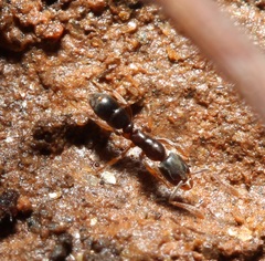 Hypoponera opacior