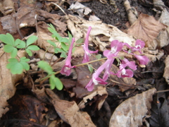 Corydalis caucasica