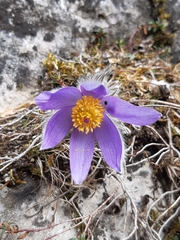 Pulsatilla slavica