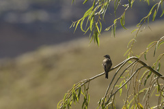 Crithagra gularis endemion