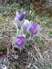Pulsatilla slavica