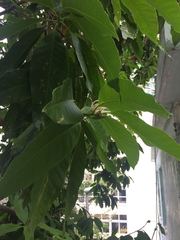 Magnolia × alba