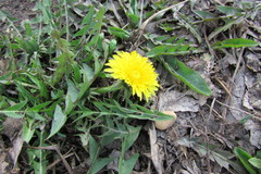 Taraxacum officinale