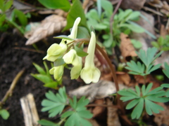 Corydalis caucasica