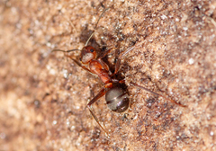 Formica truncorum