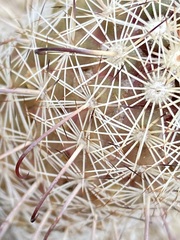 Mammillaria hutchisoniana hutchisoniana