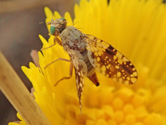 Tephritis conura