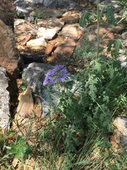 Phacelia congesta