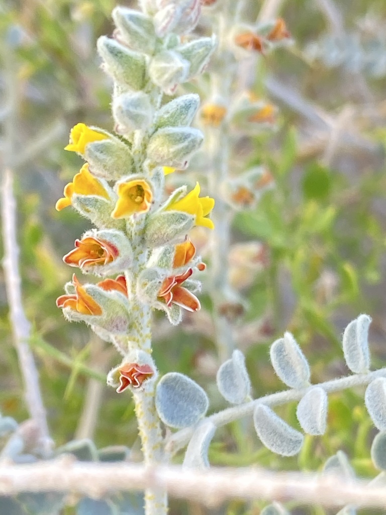 Errazurizia megacarpa