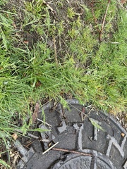 Poa annua