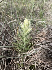 Castilleja purpurea