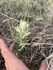 Castilleja purpurea