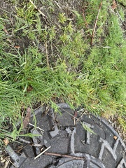 Poa annua