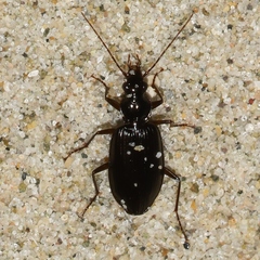 Platynus cincticollis