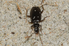 Platynus cincticollis