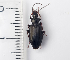 Limodromus