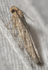 Holcocera chalcofrontella