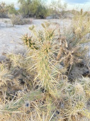 Cylindropuntia sanfelipensis